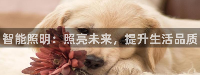 云顶国际集团app