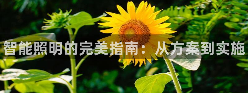 云顶路线图